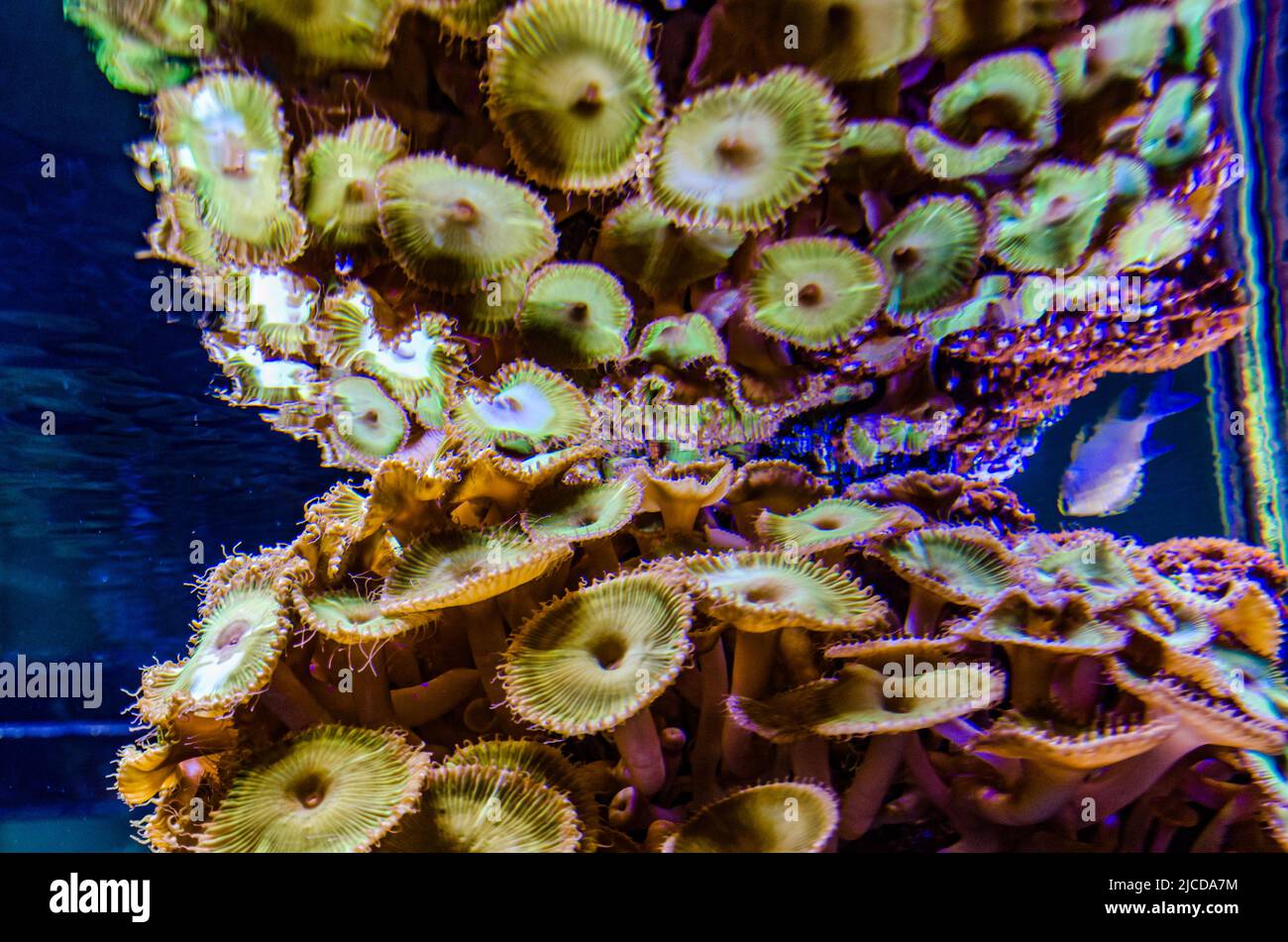 Bunte Knopfkorallen, die unter dem Meerwasser schwanken, grün WEISS GESTREIFTER POLYP (Zoanthus sp.) Stockfoto