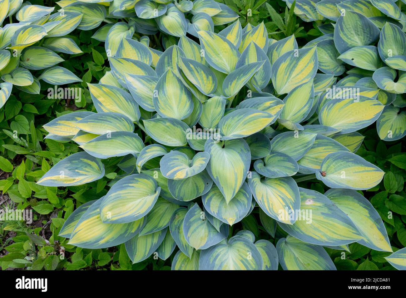 Kochbananen Lilie, Hosta June, In, Garten, Dekorativ, Hostas, Gelb, Bunt, Blätter, Ornamental Stockfoto