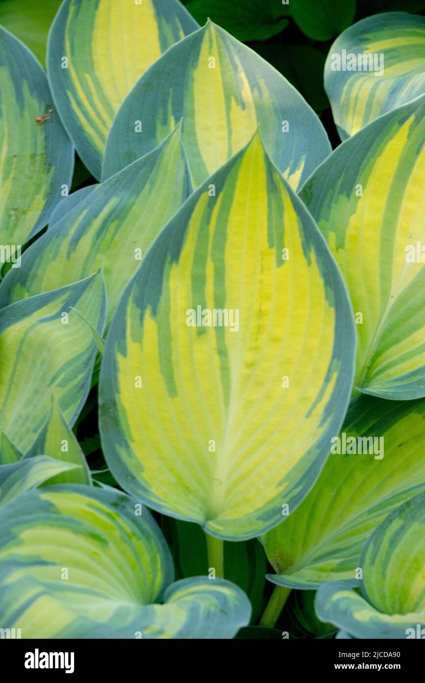 Hosta-Blatt Stockfoto