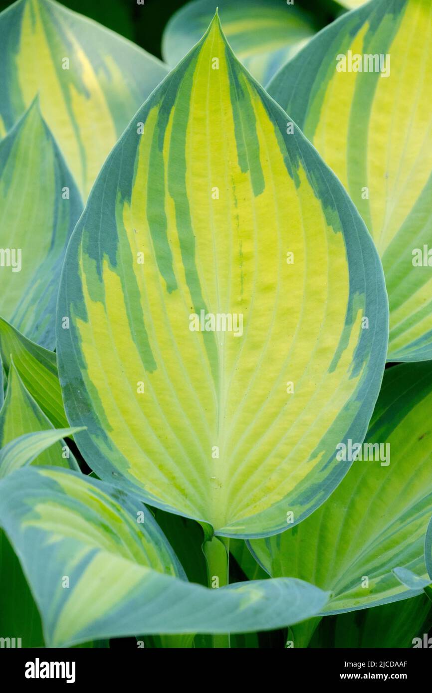 Hosta June, Blatt, Wegerich Lilie, Variegated, Hosta, Blätter, Porträt, Pflanze, Dekorativ, Laub Stockfoto