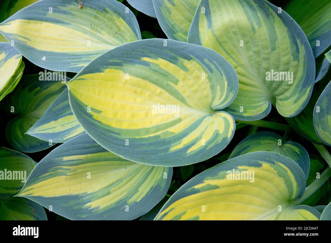 Hardy Hostas Farbe, Blätter, Hosta 'June', Gelb, buntes Blatt Stockfoto