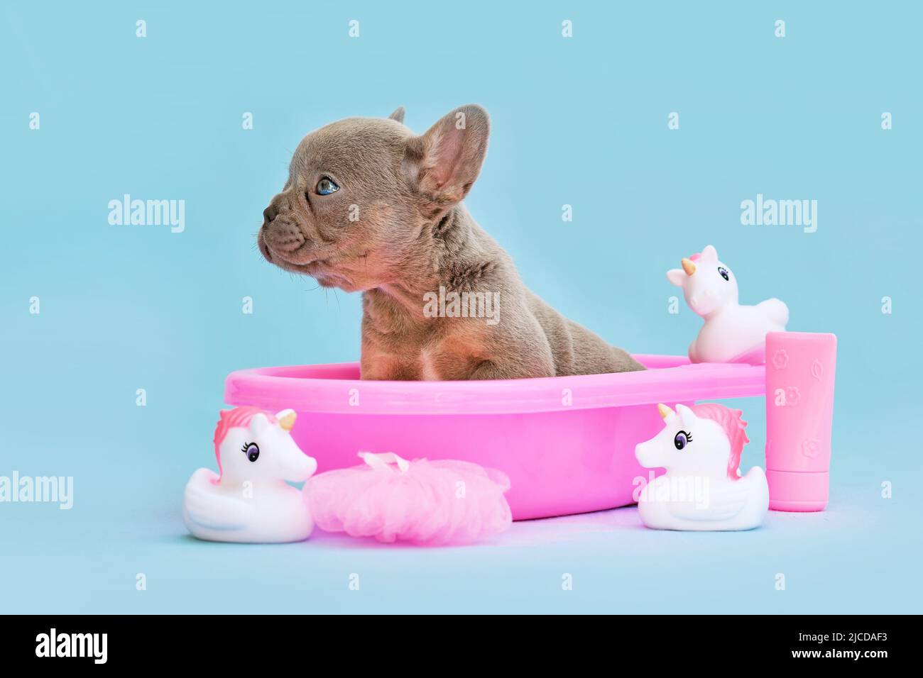 Isabella Französisch Bulldogge Hund Welpen in rosa Badewanne mit Gummienten auf blauem Hintergrund Stockfoto