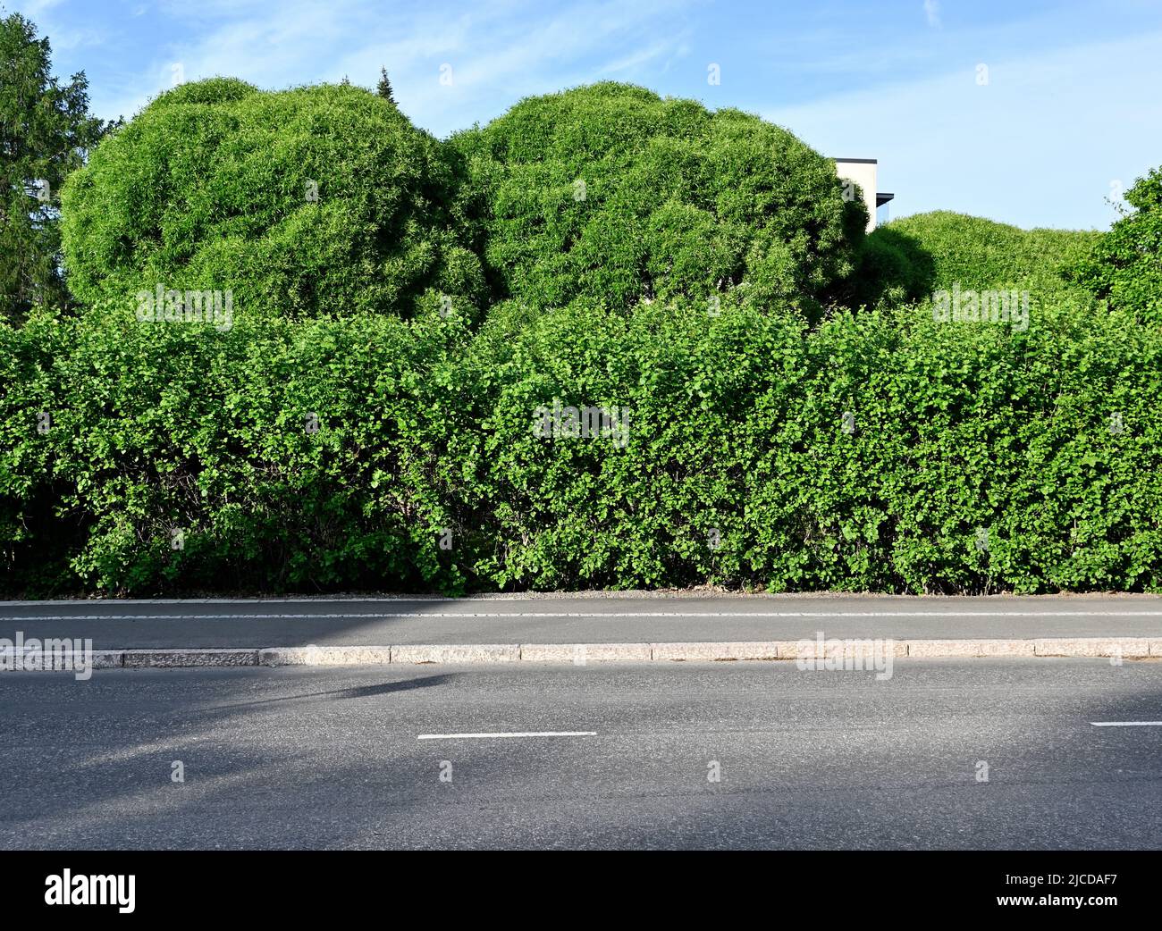 Asphaltstraße und üppige grüne Büsche und Bäume in einer kleinen finnischen Stadt Stockfoto