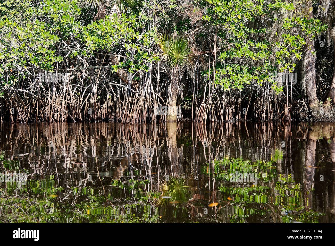 Loxahatchee River, grüne Bäume, etwas Herbstfarbe, Reflexionen, friedlich, Wasserszene, Mangrovenwurzeln, Wasserlinie sichtbar, Natur, Jonathan Dickinson Sta Stockfoto
