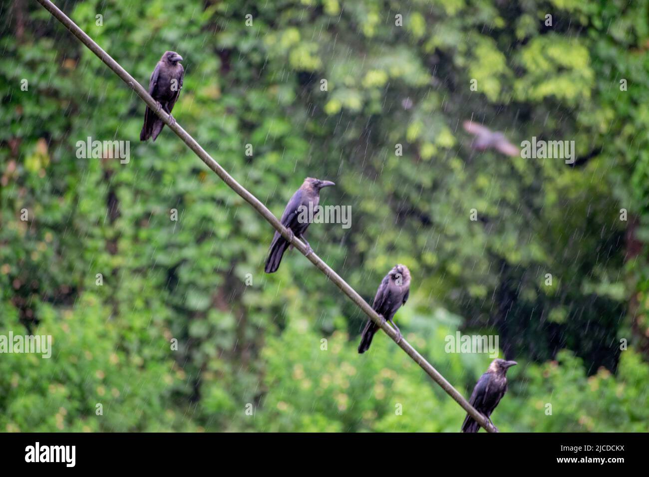 Krähe im Regen sitzt auf einem Metalldraht im Regen. Stockfoto