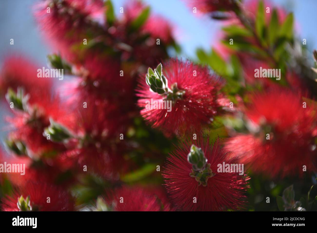 Im Frühjahr werden in Spanien die karmesinroten Flaschenbürsten (Callistemon citrinus) gesehen. Laut AEMET, der spanischen meteorologischen Agentur, war es die vierttrockenste Quelle seit 1961 und die zweittrockenste des 21.. Jahrhunderts, nur nach 2005. Die Niederschlagsmenge lag im ganzen Land um 33 % unter dem Normalwert und die Durchschnittstemperatur lag bei 12.5ºC. Diese Temperatur war 0.4ºC höher als der Durchschnitt der letzten Jahrzehnte. Stockfoto