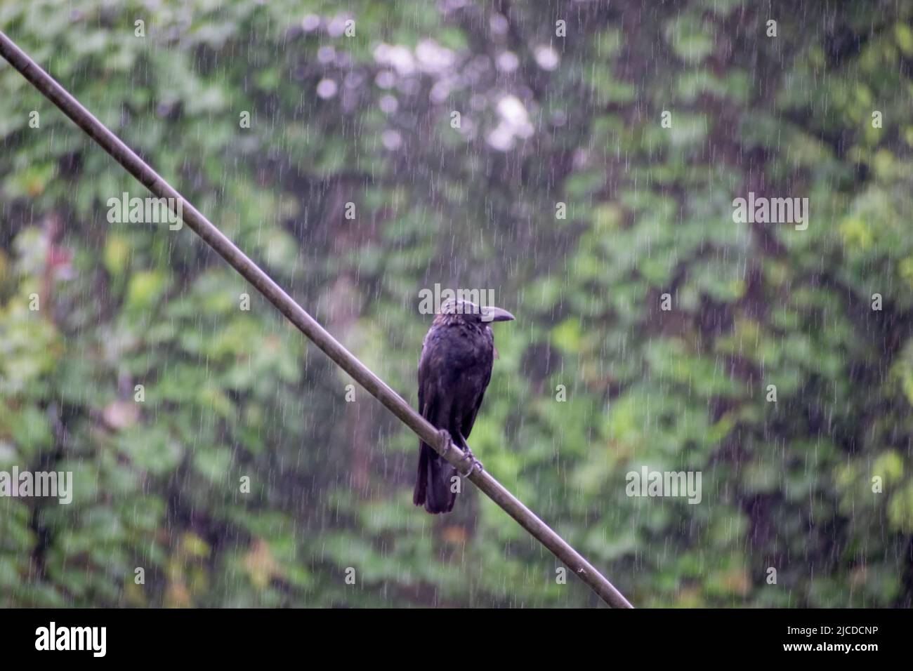 Krähe im Regen sitzt auf einem Metalldraht im Regen. Stockfoto