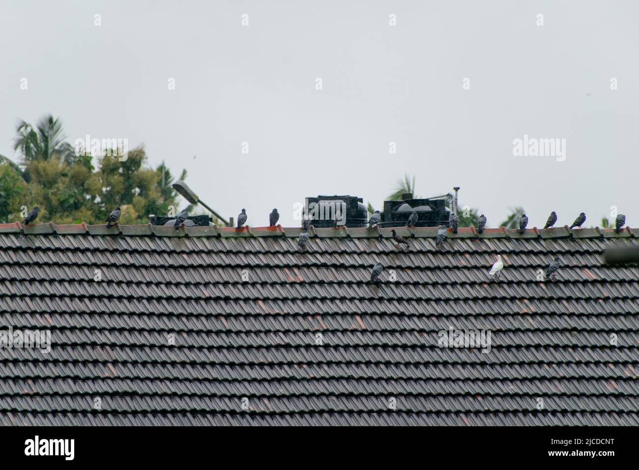 Schwarm von Tauben auf dem Dach im Regen.aus Indien. Stockfoto