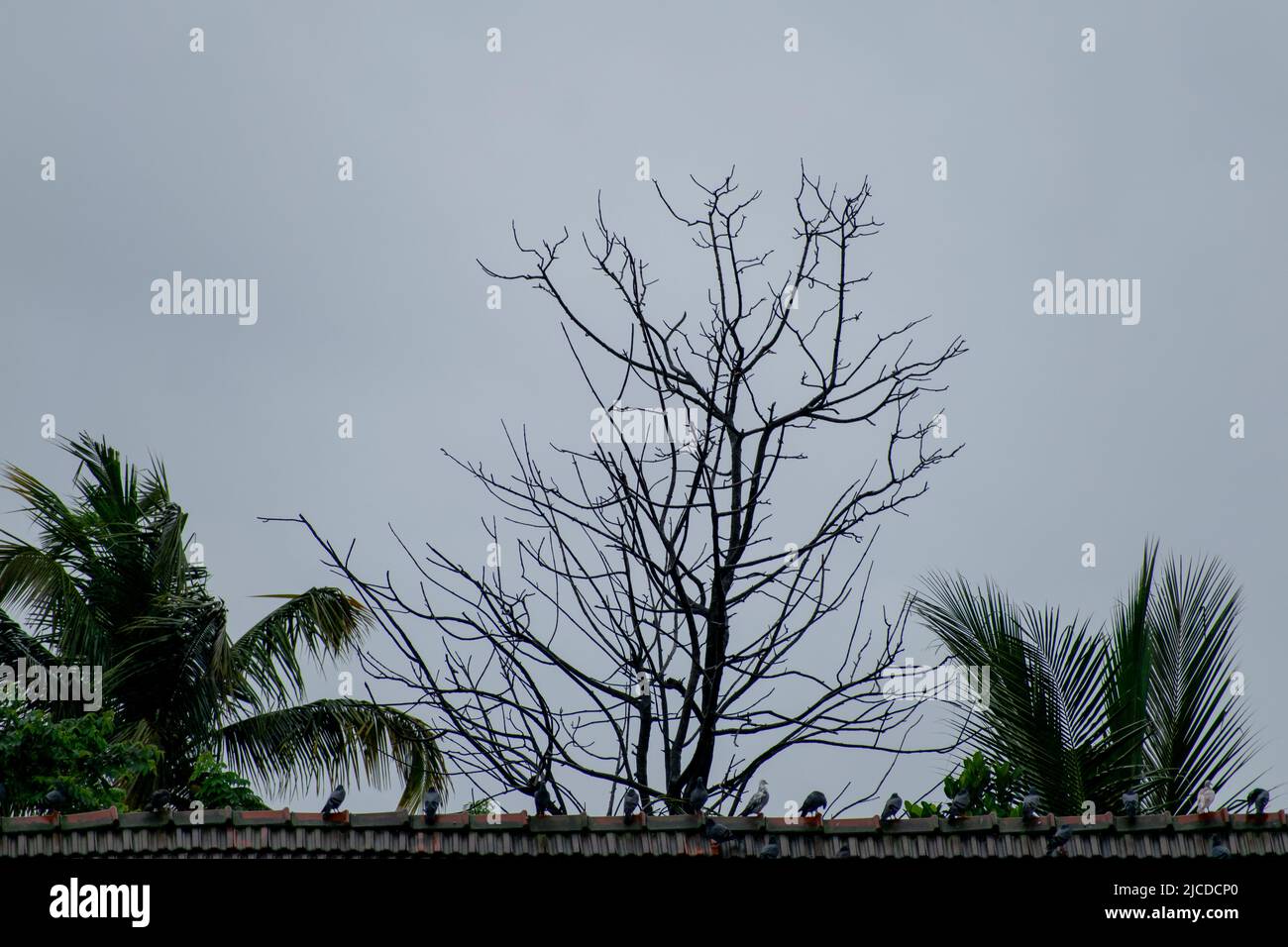 Schwarm von Tauben auf dem Dach im Regen. Aufgenommen in Indien Stockfoto