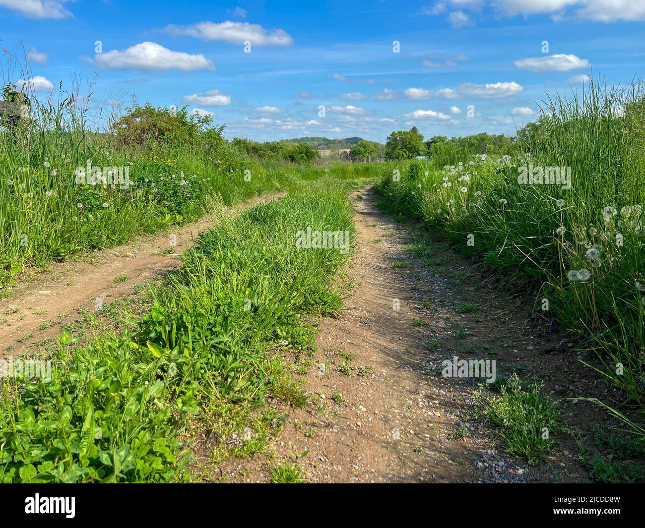 Idyllische Feldstraße führt durch friedliche, ruhige grüne Grasweide unter blauem Himmel mit geschwollenen weißen Wolken. Journey-Konzept, Neuanfang, ohne pe Stockfoto