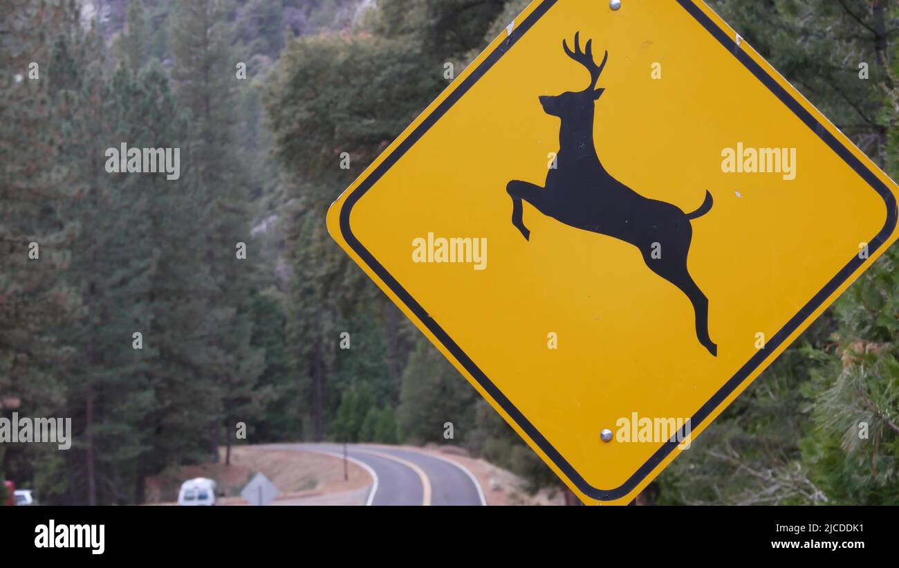 Warnschild Hirschkreuzung, gelbes Schild, Kalifornien, USA. Wilde Tiere,  die Verkehrsschilder für sicheres Fahren auf der Straße aufbringen. Schutz  der Tierwelt vor Autos im Wald des Yosemite Nationalparks. Roadtrip-Konzept  Stockfotografie - Alamy