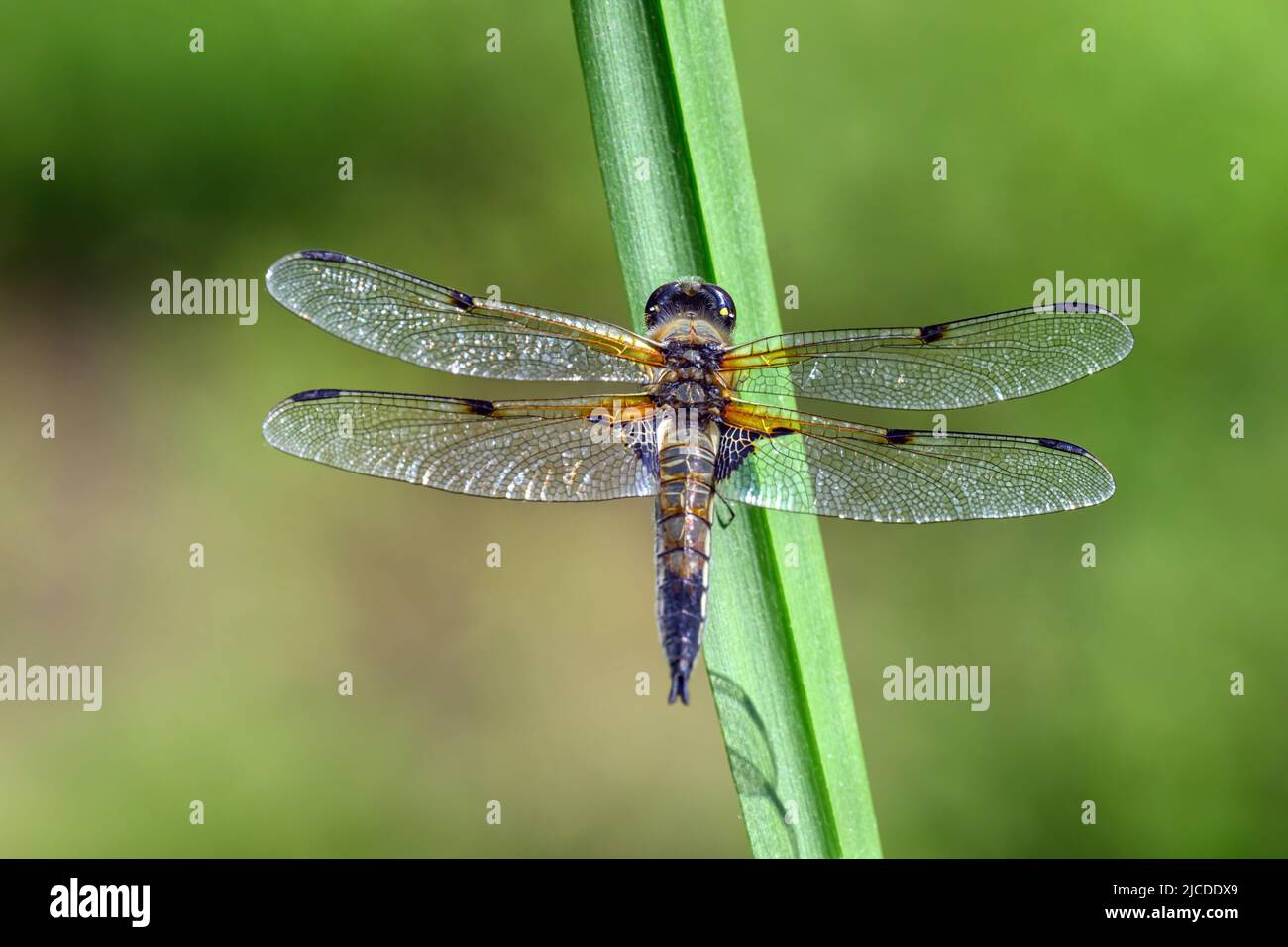 Dragonfly halten auf trockenen Zweigen und Kopieren. Dragonfly in der Natur. Dragonfly in der Natur Lebensraum. Schöne Natur Szene mit Libelle im Freien Stockfoto