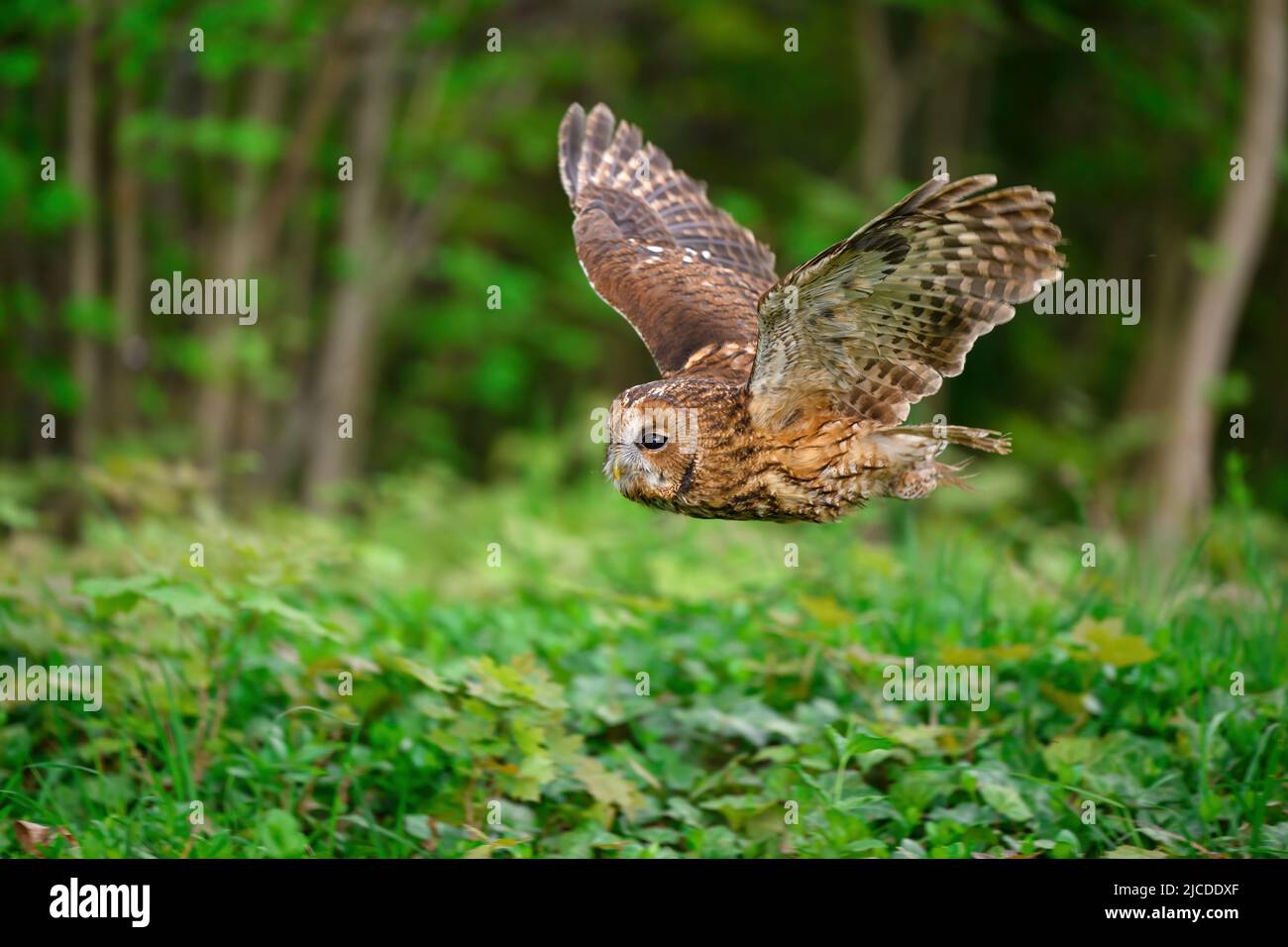 Die Stalleule fliegt durch den Wald und jagt. Stockfoto