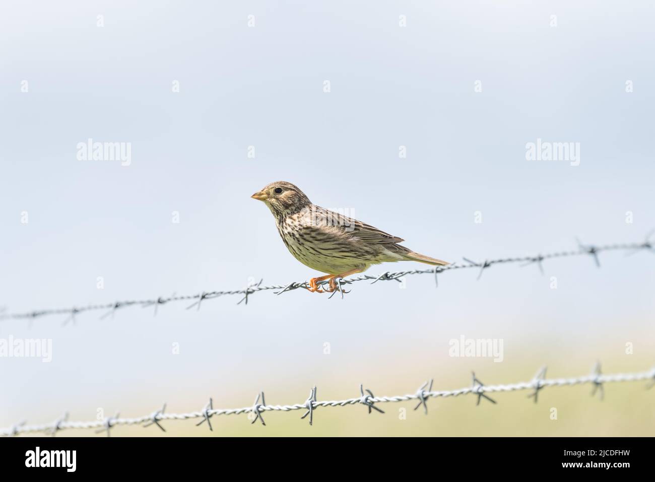 Hoch gelegene Jungfräuliche Maisbunde (Emberiza calandra) Stockfoto