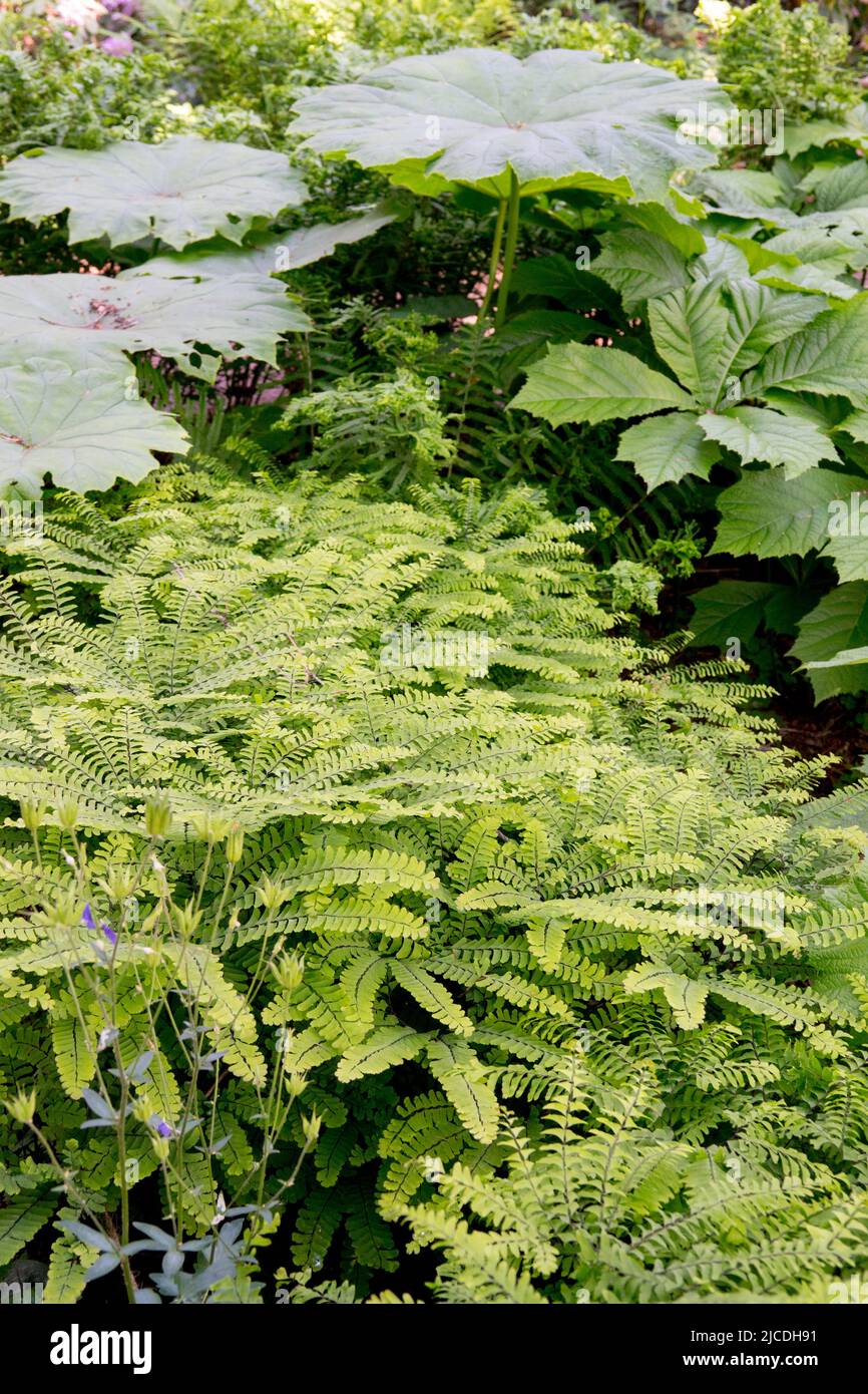 Adiantum pedatum, Fernbelaub im Garten, Astilboides tabularis Stockfoto