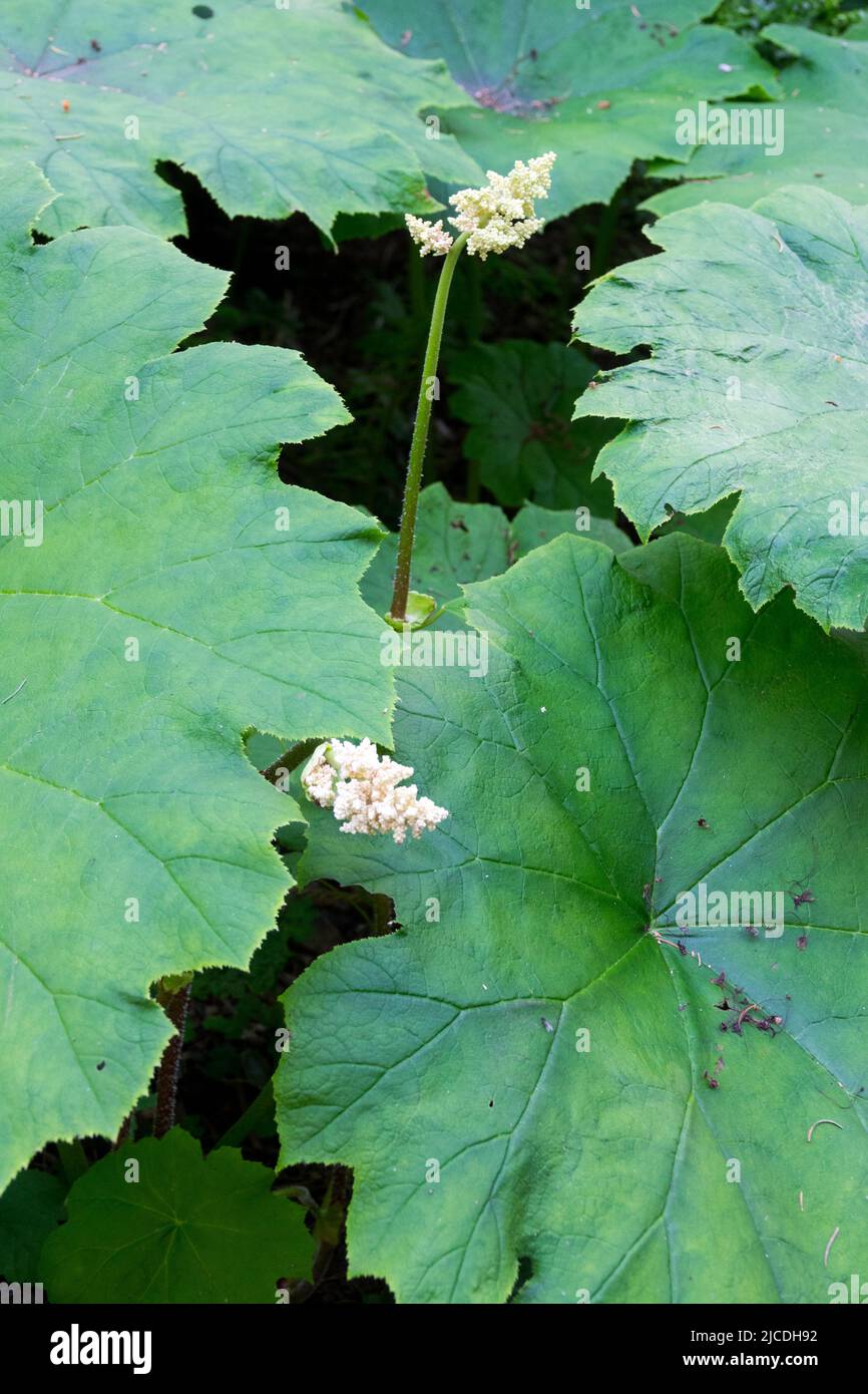 Astilboides tabularis, Shieldleaf Rogers Flower, groß, Blätter, in, Garten, Laub, Blumen Stockfoto