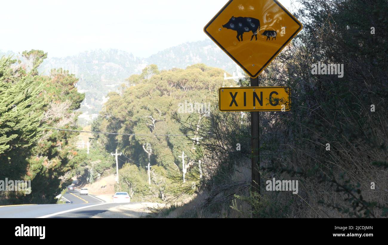 Schwein oder Schwein und Ferkel Kreuzung Warnschild gelb, Kalifornien USA. Wilde Tiere, die Verkehrsschilder, sicheres Fahren auf der Straße. Schutz der Tierwelt vor Autos auf der Autobahn in der Wildnis. Roadtrip. Stockfoto