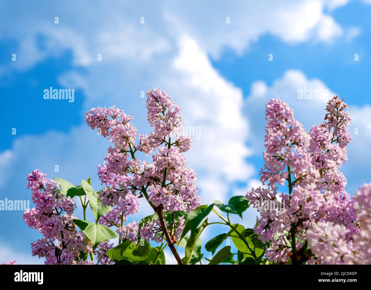 Niederlassungen der blühenden Flieder über blauen Himmel. Frühling Natur Hintergrund Stockfoto