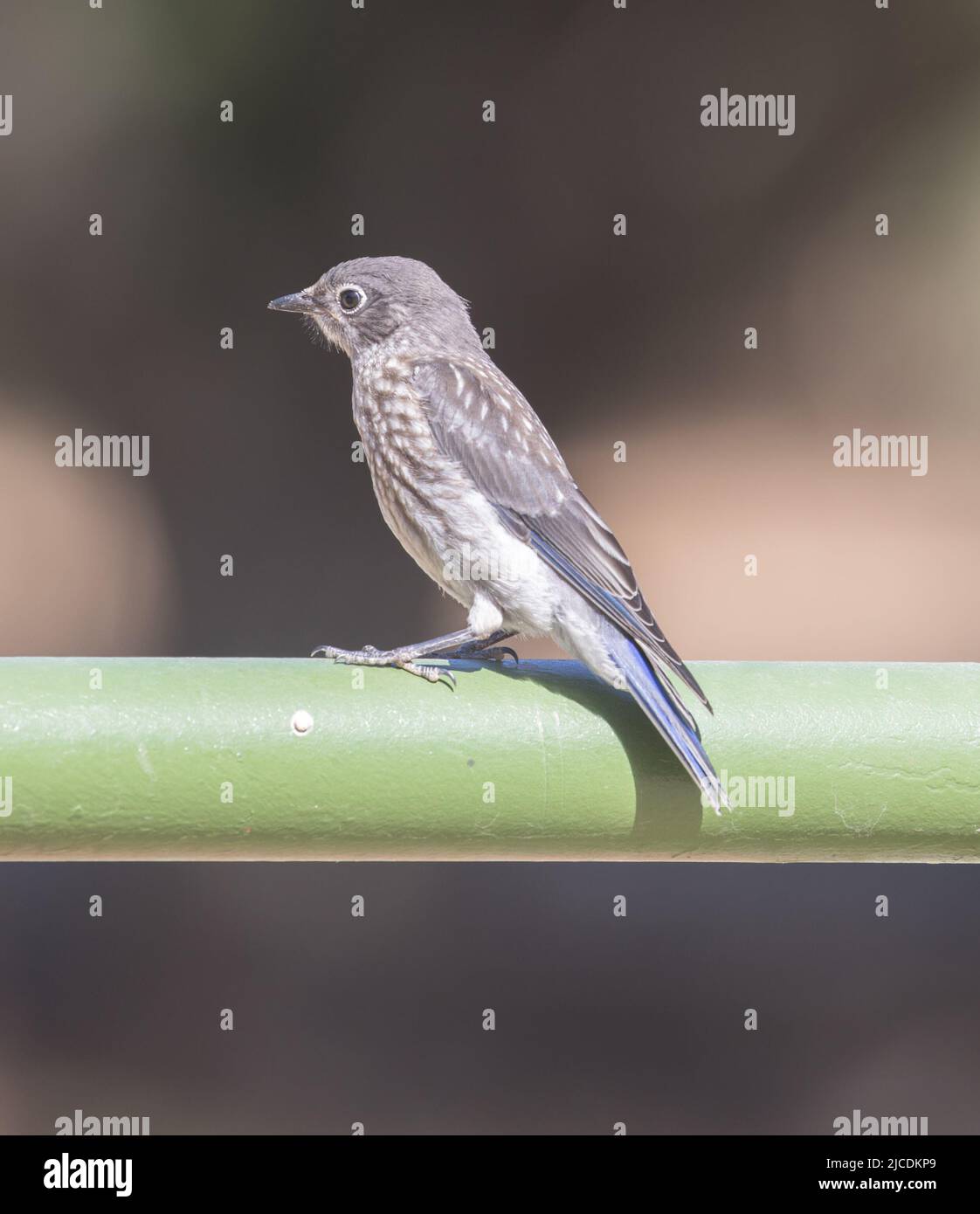 WESTERN Bluebird Juvenile thront auf dem Metallpfahl. Pleasanton Ridge, Alameda County, Kalifornien, USA. Stockfoto