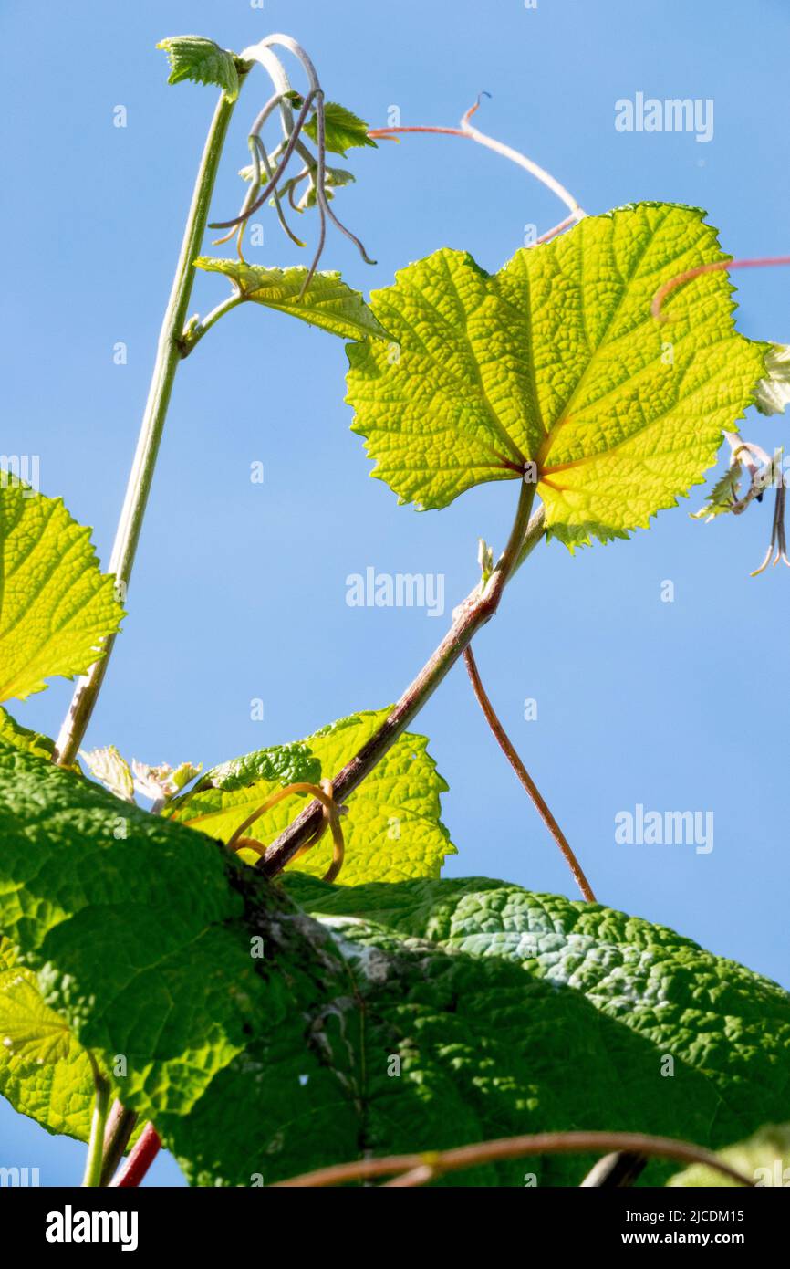 Karmesinrote Rebe, Vitis coignetiae, Blätter, ungenießbare Traube Stockfoto