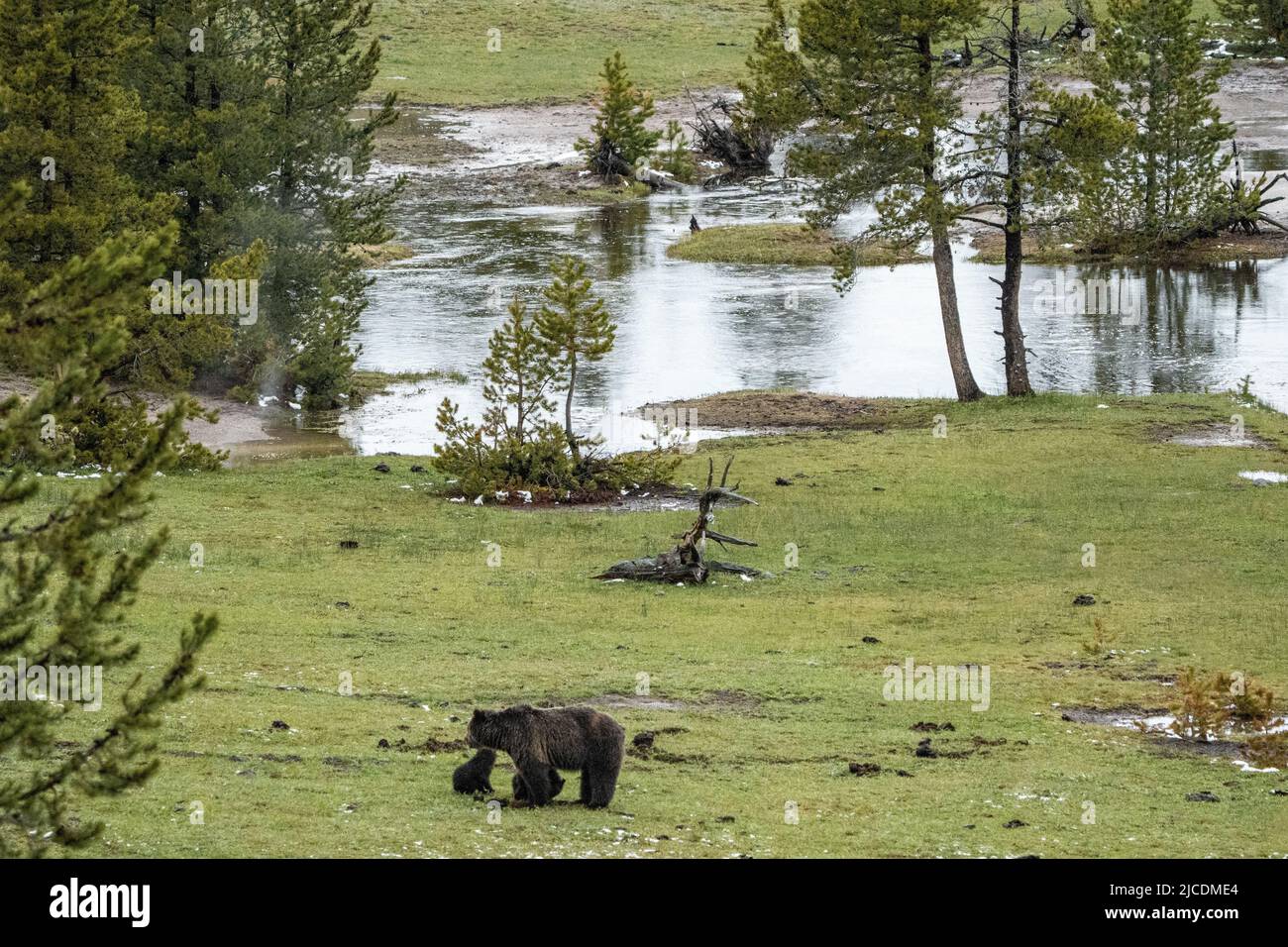 Eine Erwachsene Braunbärkuh mit ihren Frühlingsjungen, die auf einer Wiese entlang des Firehole River im Yellowstone National Park, Wyoming, nach Futter suchen. Stockfoto