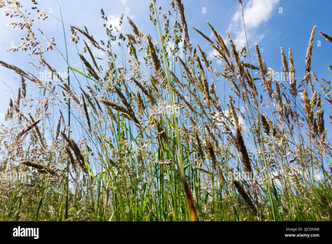 Lange Graswiese wartet auf Mähen, hohes Gras Stockfoto