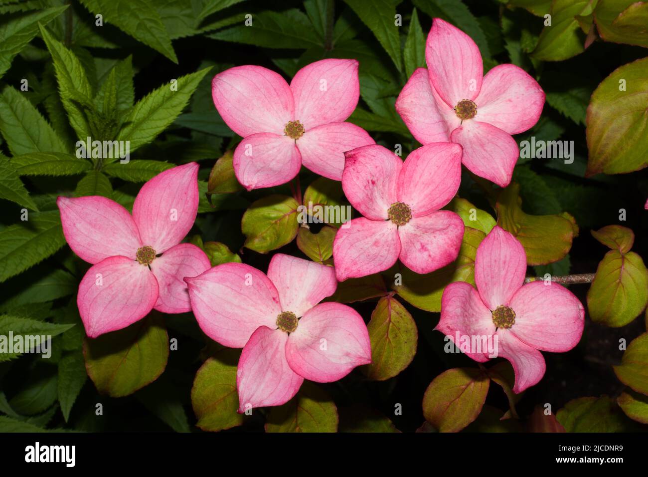 Cornus kousa (chinesisches Dogwood) ist ein kleiner Laubbaum, der in