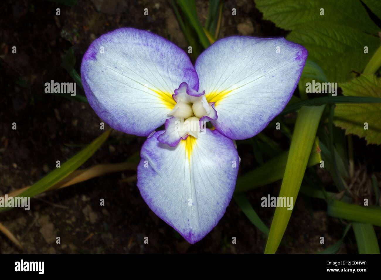 Iris ensata (japanische Wasseriris) ist in Japan, China, Korea und Russland beheimatet und bevorzugt sumpfige oder sumpfige Umgebungen. Stockfoto