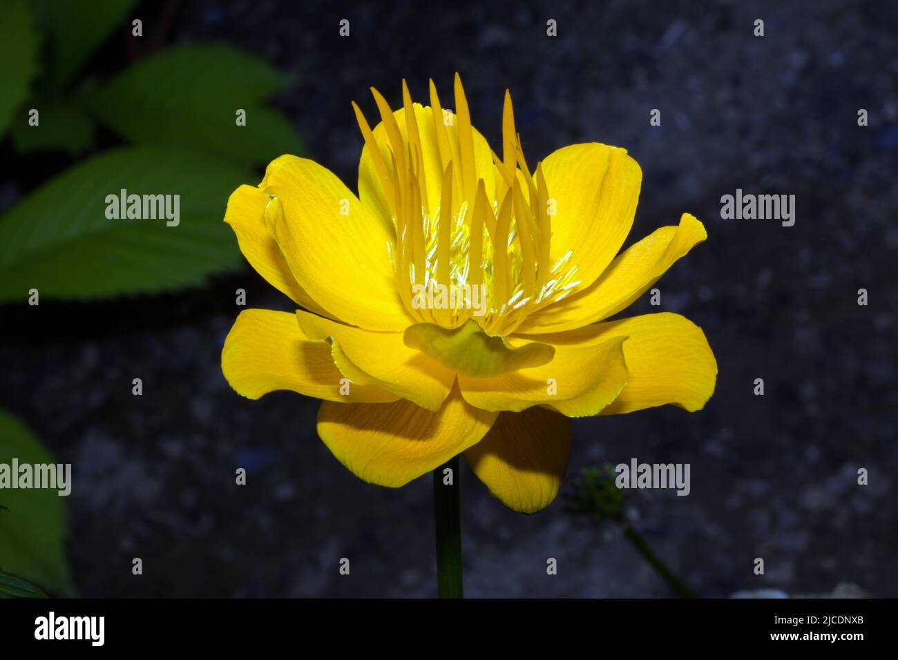 Trollius chinensis (chinesischer Globeflower) ist in Sibirien, Sakhalin, den Kurilen, der Mongolei, Korea, Und Nordchina in feuchter Wiesenlandschaft. Stockfoto