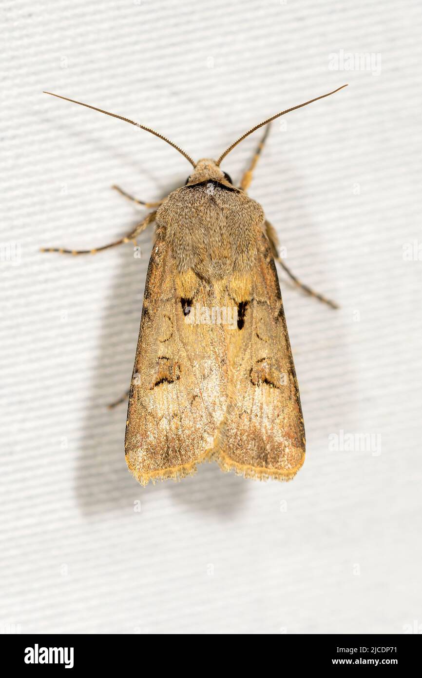 Agrotis exclamationis aus der Superfamilie Noctuoidea. Stockfoto