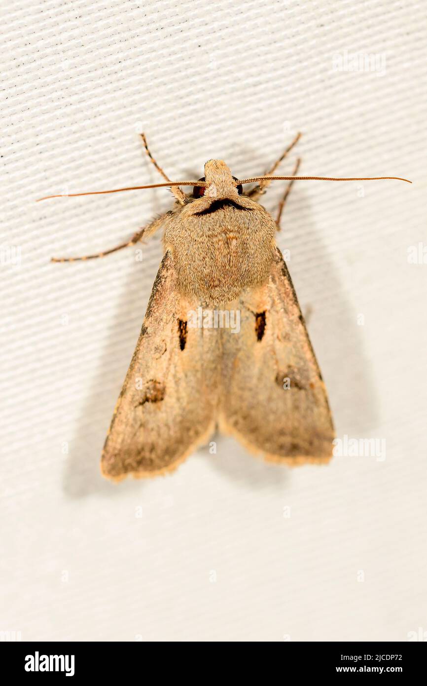 Agrotis exclamationis aus der Superfamilie Noctuoidea. Stockfoto