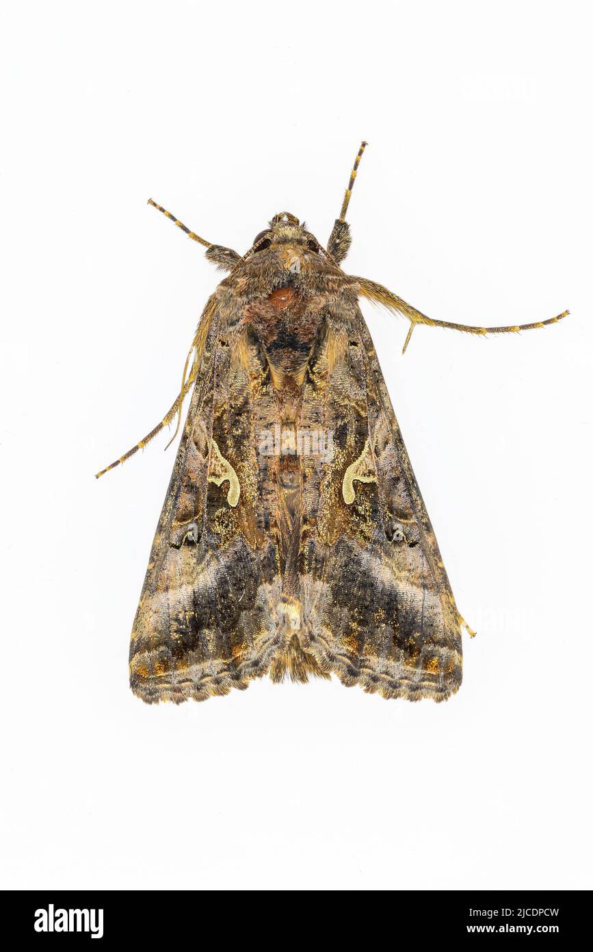 Der Plusia-Schmetterling, Autographa gamma, gehört zur Superfamilie Noctuoidea Stockfoto