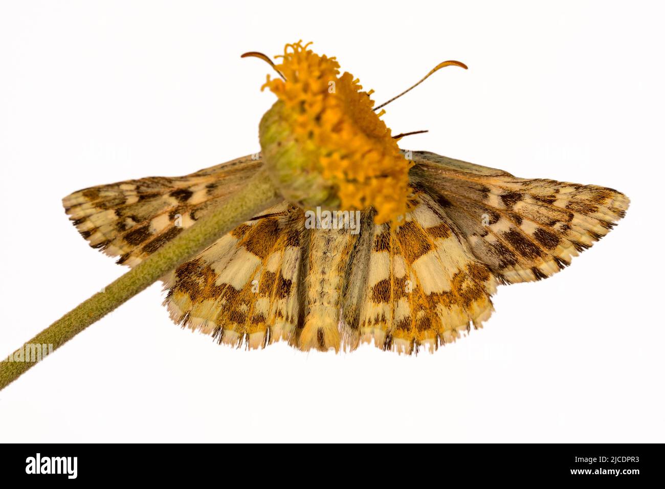 Pyrgus alveus oder großer Hufschnepper ist eine Art des täglichen Schmetterlings aus der Hesperiidae Familie Stockfoto