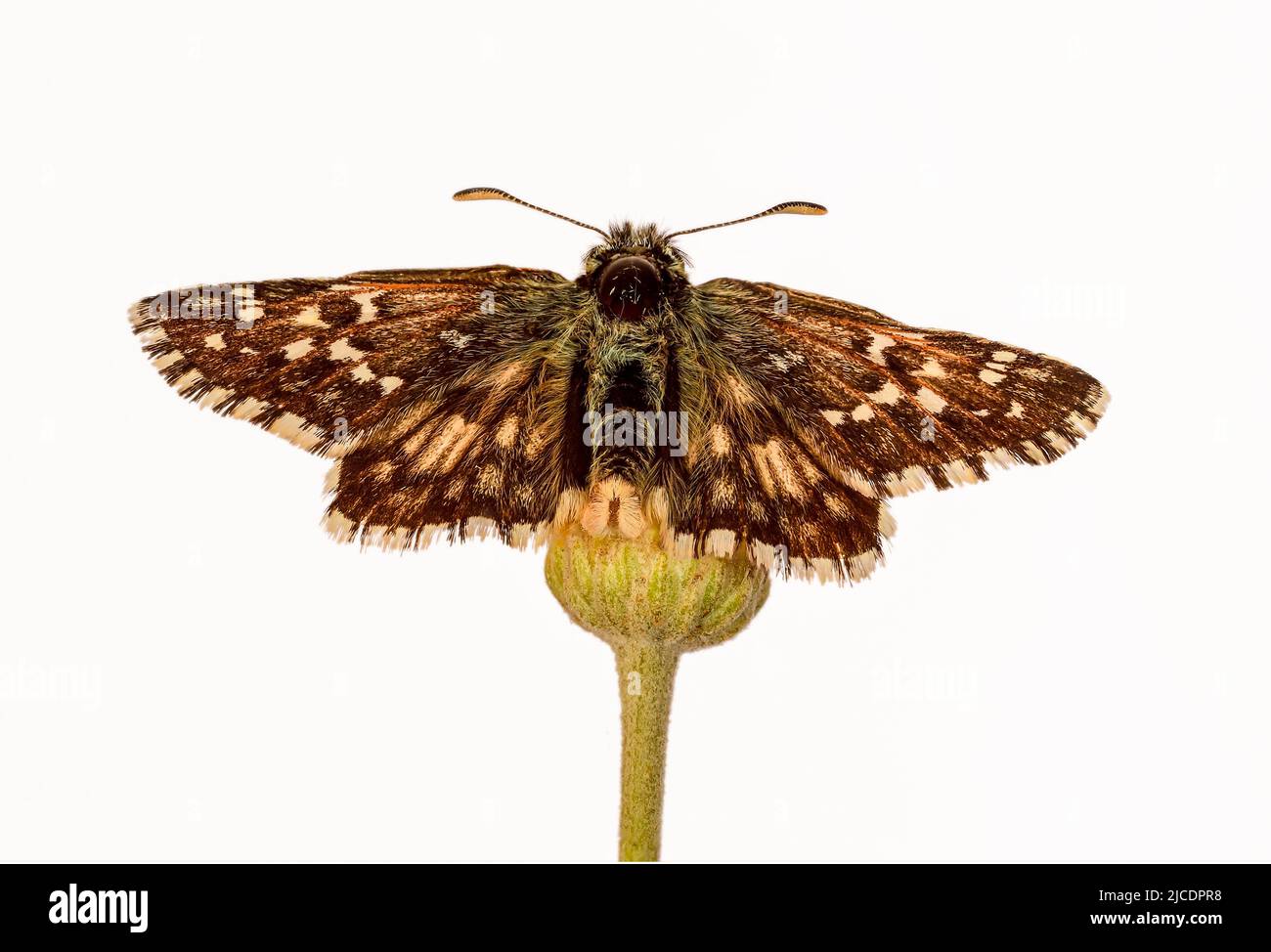 Pyrgus alveus oder großer Hufschnepper ist eine Art des täglichen Schmetterlings aus der Hesperiidae Familie Stockfoto