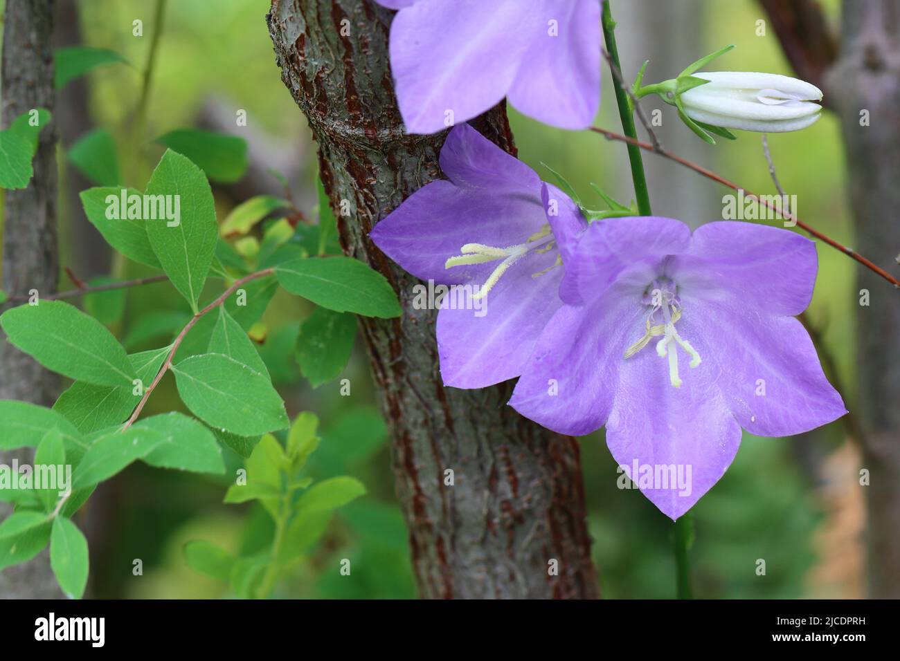 Nahaufnahme der blauen Campanula persicifolia-Blüten, die sich an den gerissenen Stamm eines Strauches lehnen Stockfoto