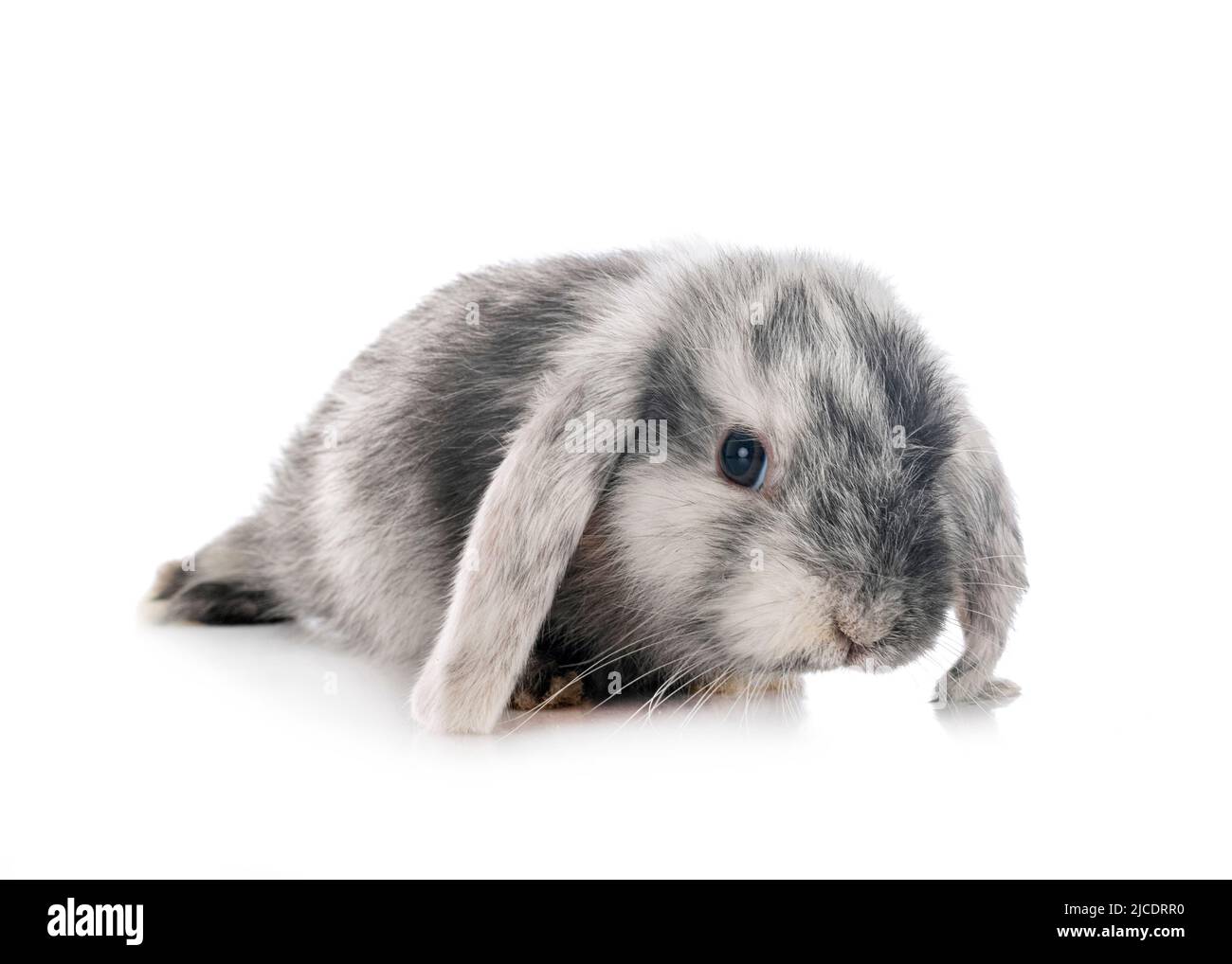 Mini-Lop vor weißem Hintergrund Stockfoto