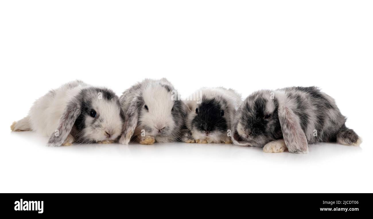 Mini-Lops vor weißem Hintergrund Stockfoto