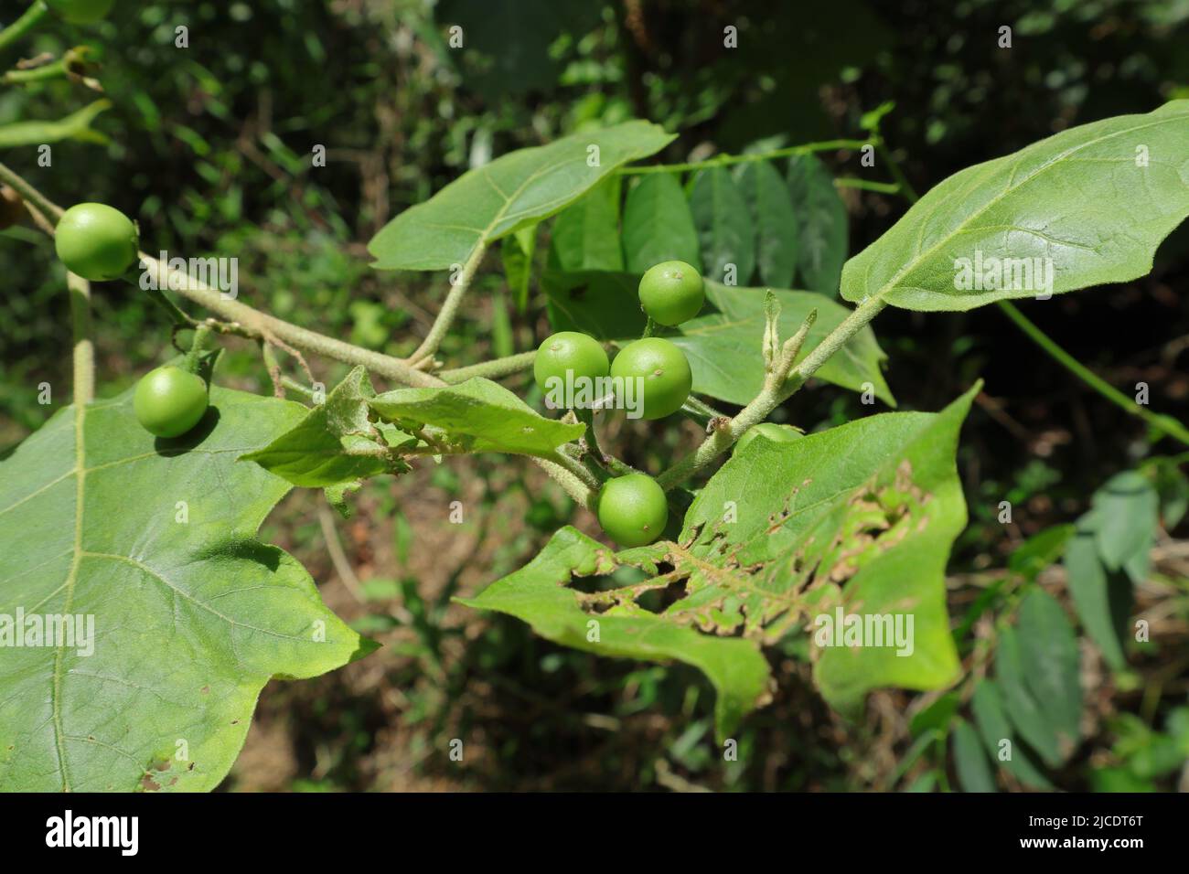 Nahaufnahme eines Tellerbürsten oder Erbsenauberginen (Solanum torvum) Pflanzenzweig bestehen aus reifen Früchten und Insektenschäden Blätter Stockfoto
