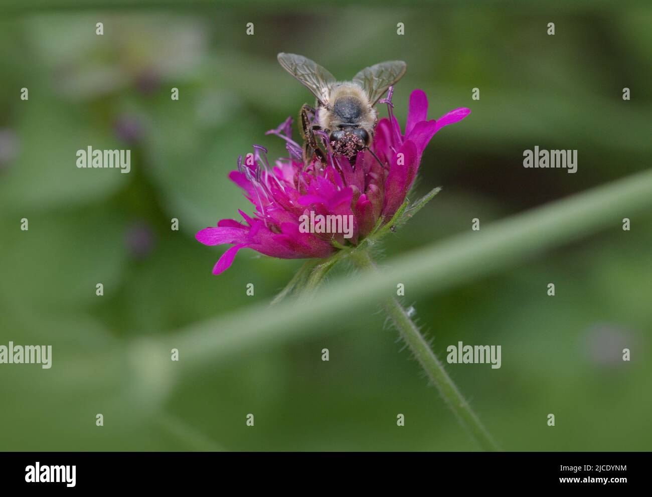 Makrofotografie einer Honigbiene bei der Arbeit im Sommer Stockfoto