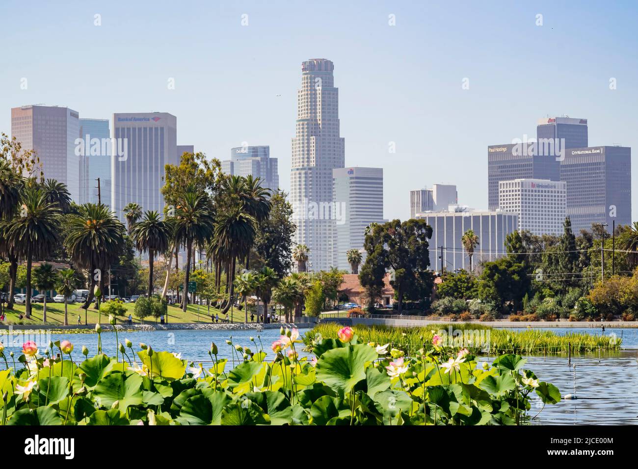 Sonniger Blick auf die Innenstadt von Los Angeles und die Lotusblüte in Kalifornien Stockfoto