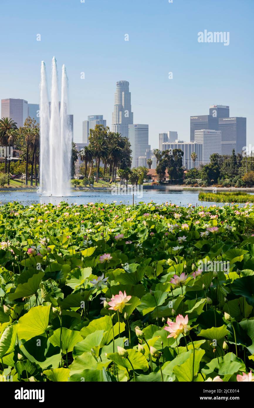 Sonniger Blick auf die Innenstadt von Los Angeles und die Lotusblüte in Kalifornien Stockfoto