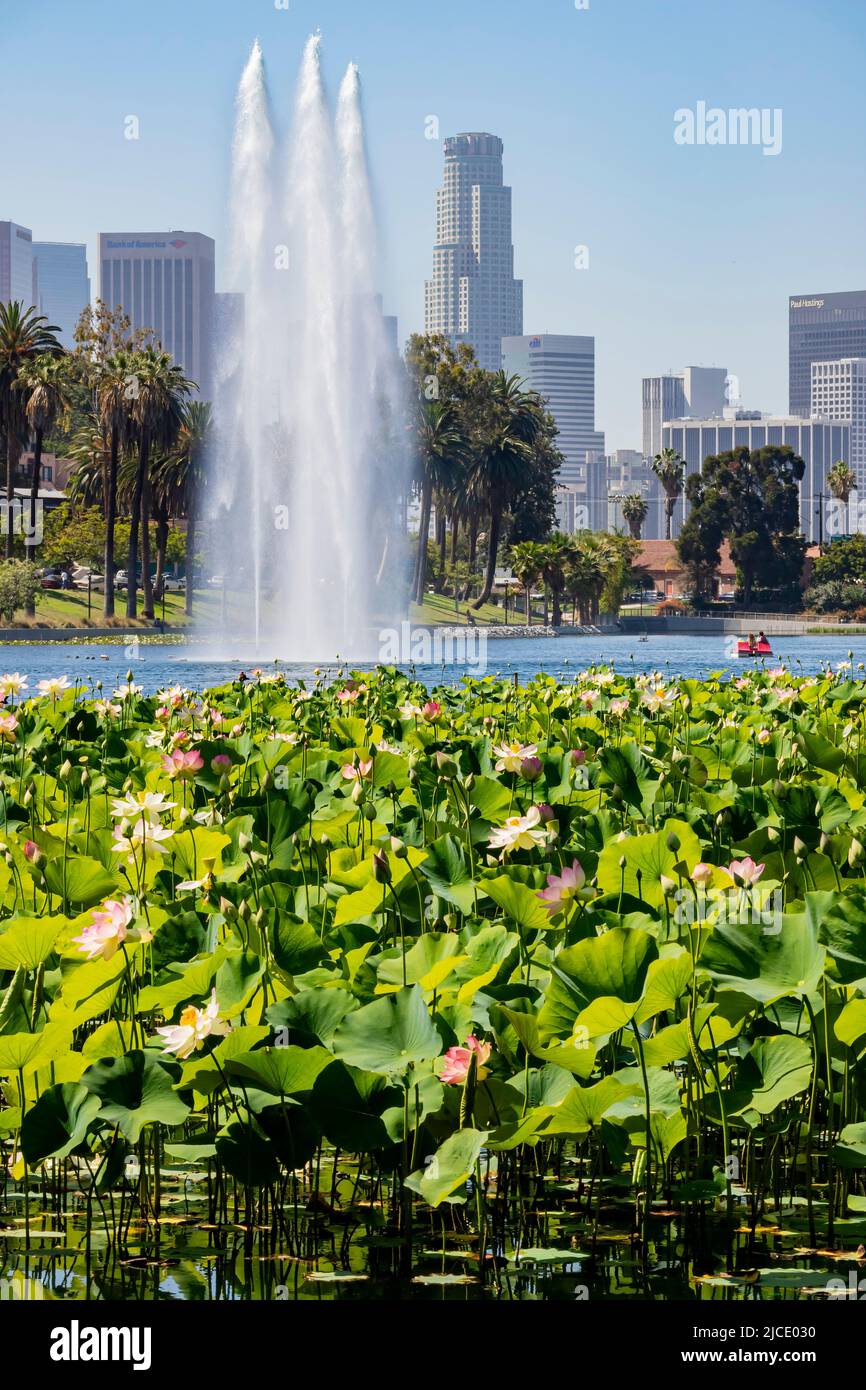 Sonniger Blick auf die Innenstadt von Los Angeles und die Lotusblüte in Kalifornien Stockfoto