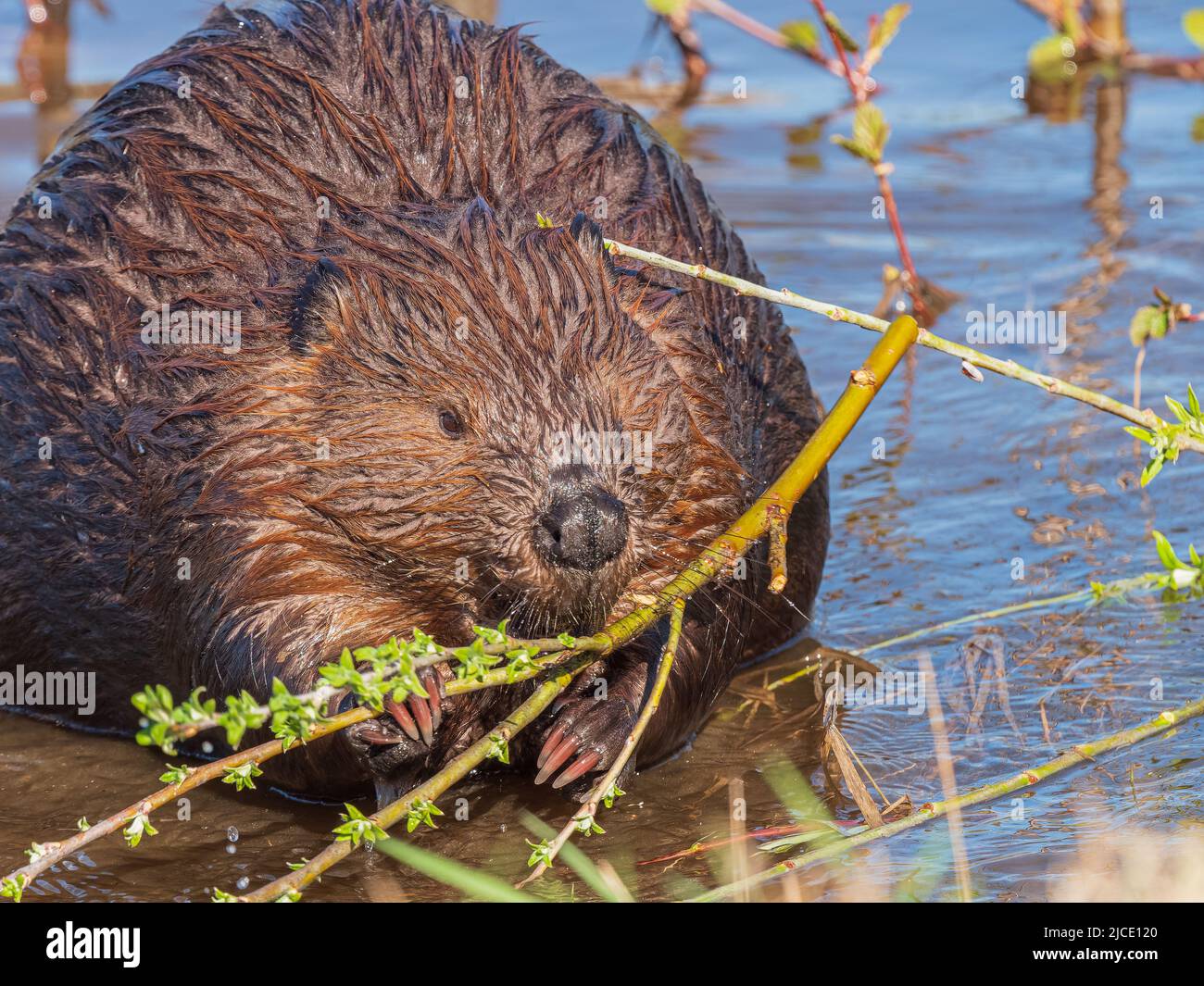 Beaver (Castor canadensis) in Alaska Stockfoto