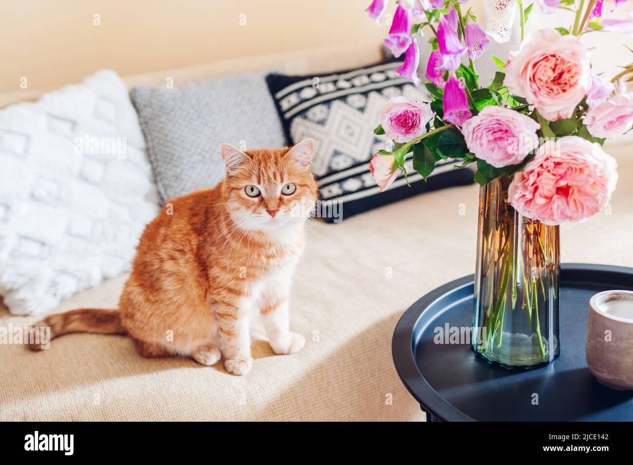 Ingwer-Katze sitzt auf der Couch im Wohnzimmer mit Blumenstrauß aus frischen Rosen und Füchshandschuhen. Haustier fühlt sich wohl und gemütlich zu Hause Stockfoto