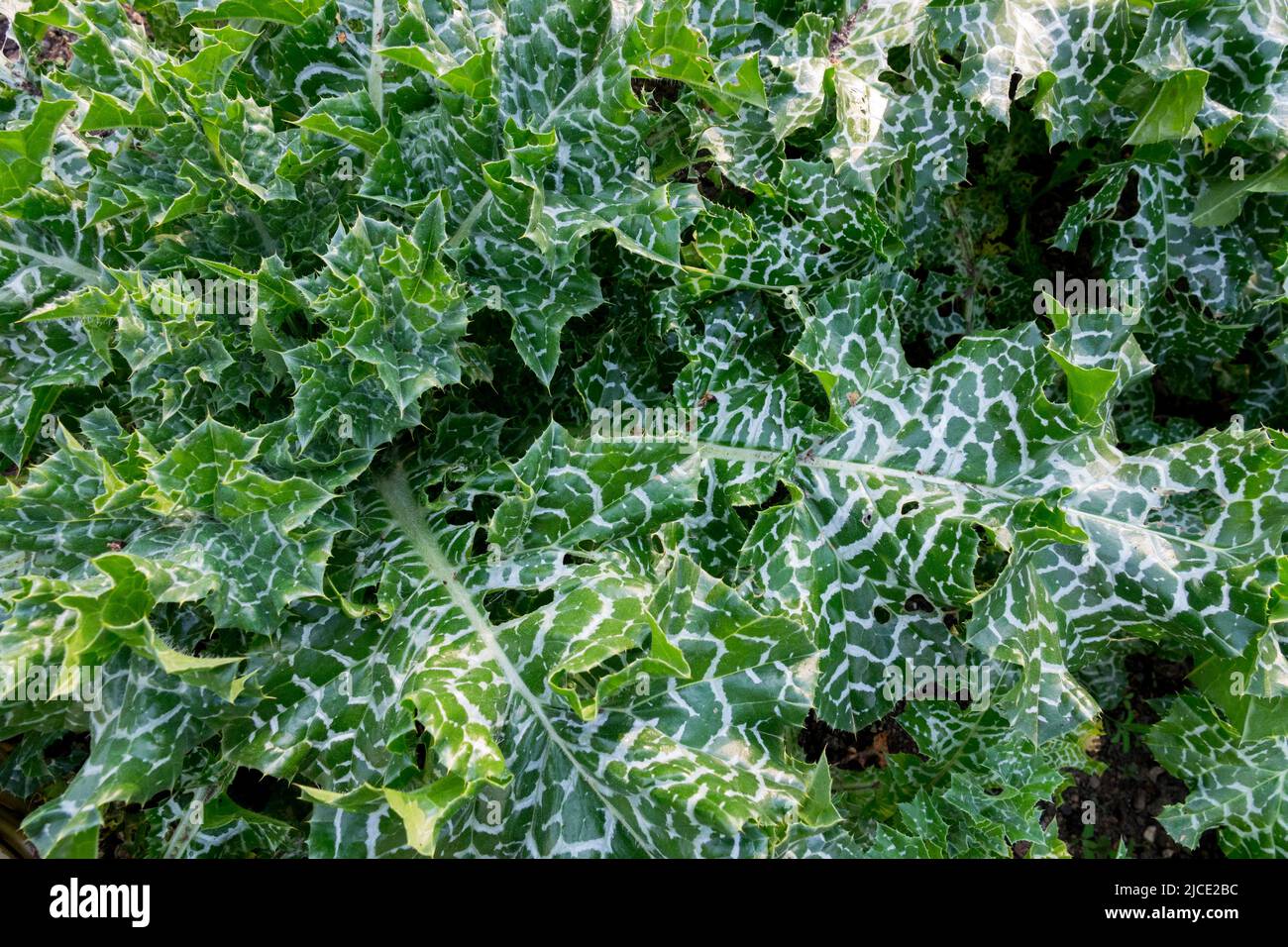 Milchdistel, Blätter, Carduus marianus, Silybum marianum, Pflanzenlaub Medizinische Pflanze Stockfoto