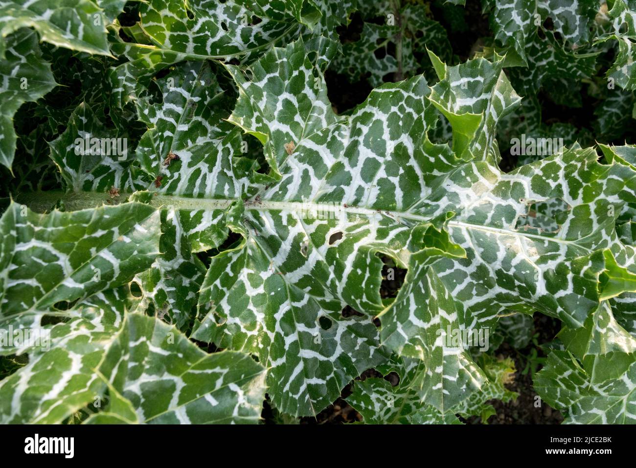 Silybum marianum, Blätter, Milchdistel, Carduus marianus Stockfoto