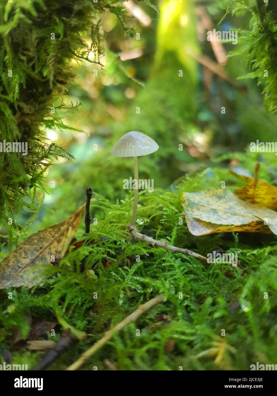 Haubenpilze 1 Stockfoto