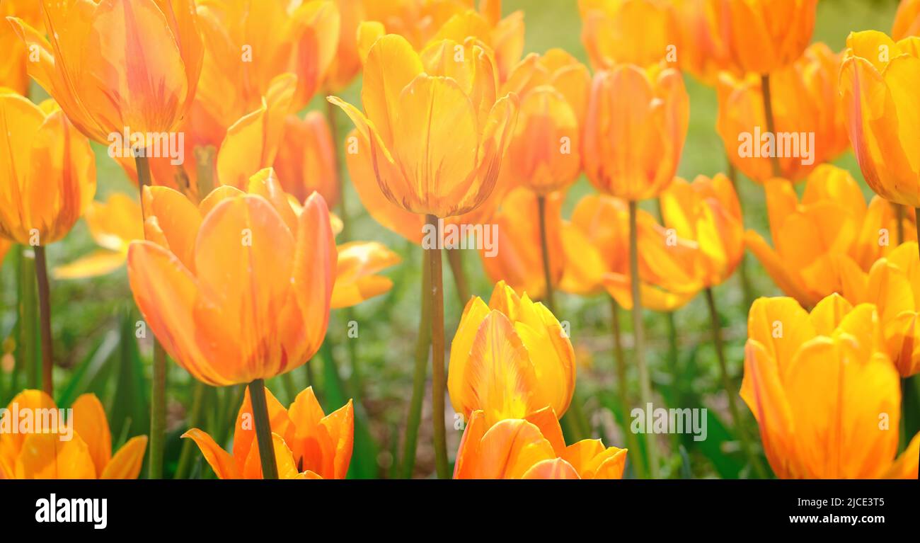 Heller natürlicher Hintergrund für Ihre Projekte aus leuchtend orangefarbenen Tulpenblüten vor dem Hintergrund von grünem Gras. Stockfoto