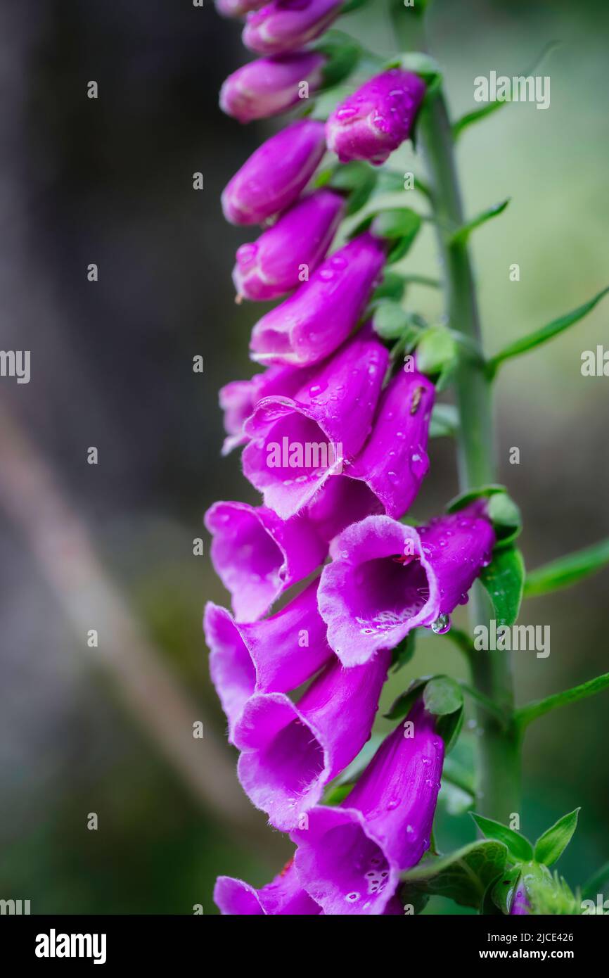 Dieser rote Fuchshandschuh (digitalis) ist extrem giftig. 2-3 Blätter können tödlich sein. Sie ist leicht mit der Auenbellblume zu verwechseln. Stockfoto