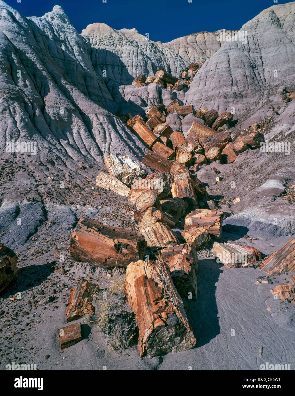 Versteinertes Holz, Blue Mesa, Petrified Forest National Park, Arizona Stockfoto